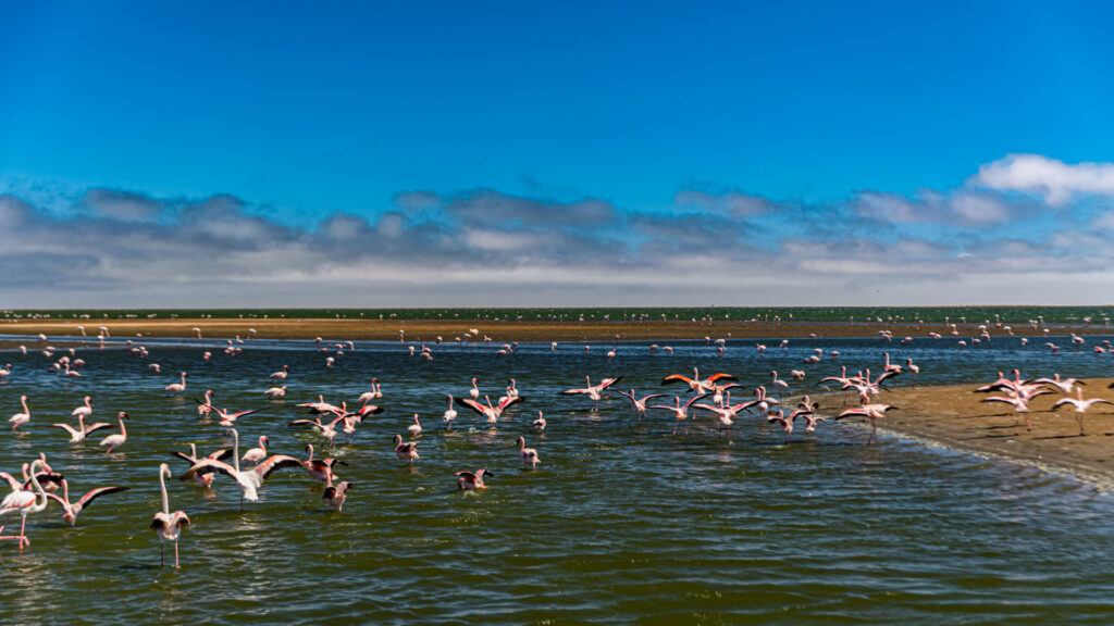 Cinq jours pour découvrir le bassin d’Arcachon en famille : paysages, huîtres et aventures au grand air !